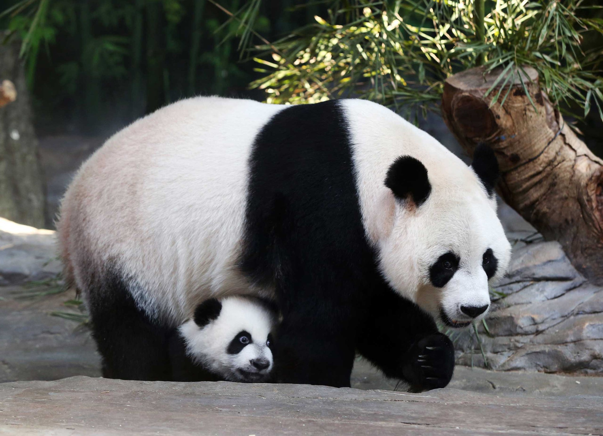 Hình hình ảnh panda mang đến nhỏ nhắn nhận biết