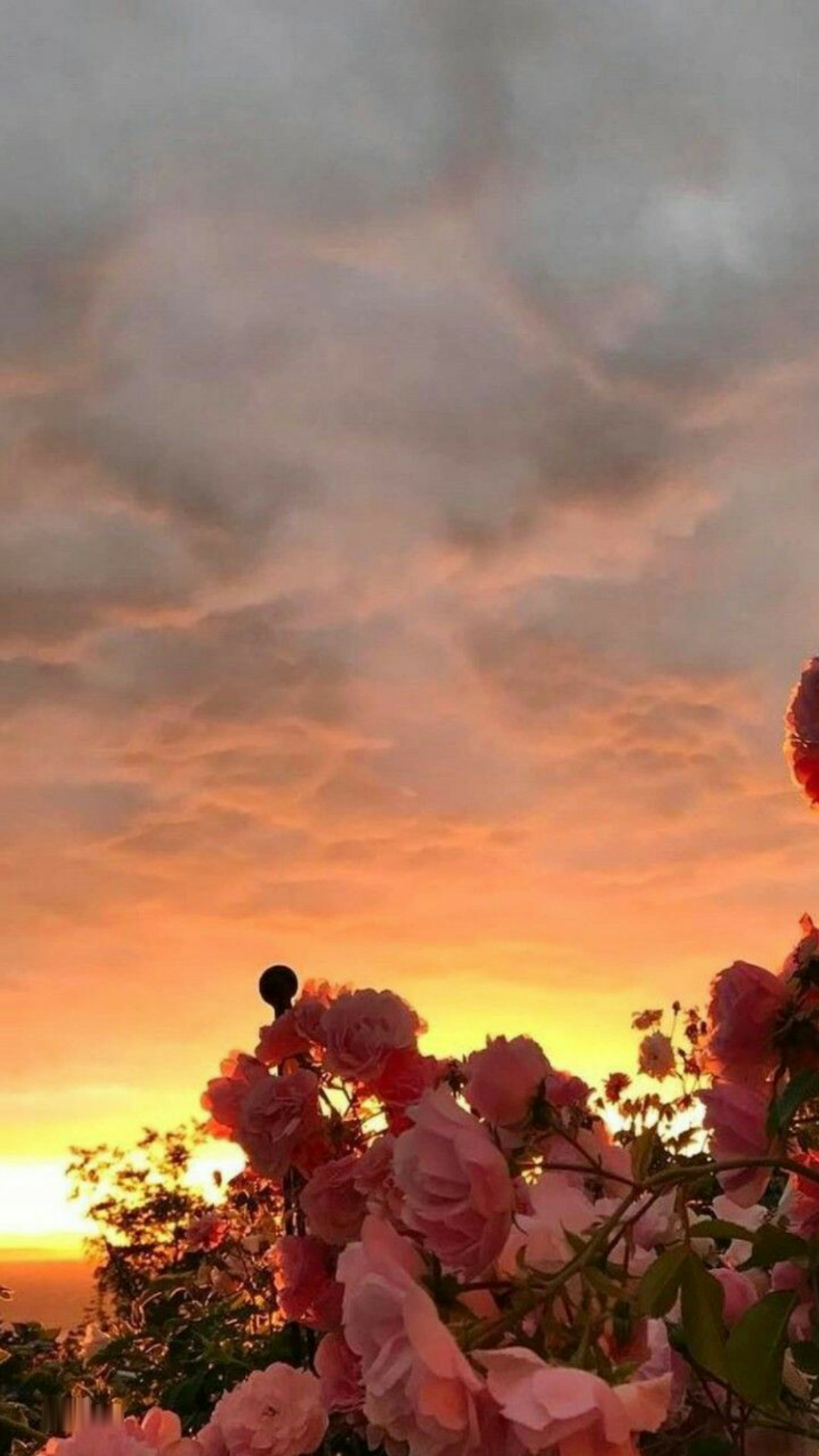 Hình ảnh hoa và bầu trời lúc hoàng hôn