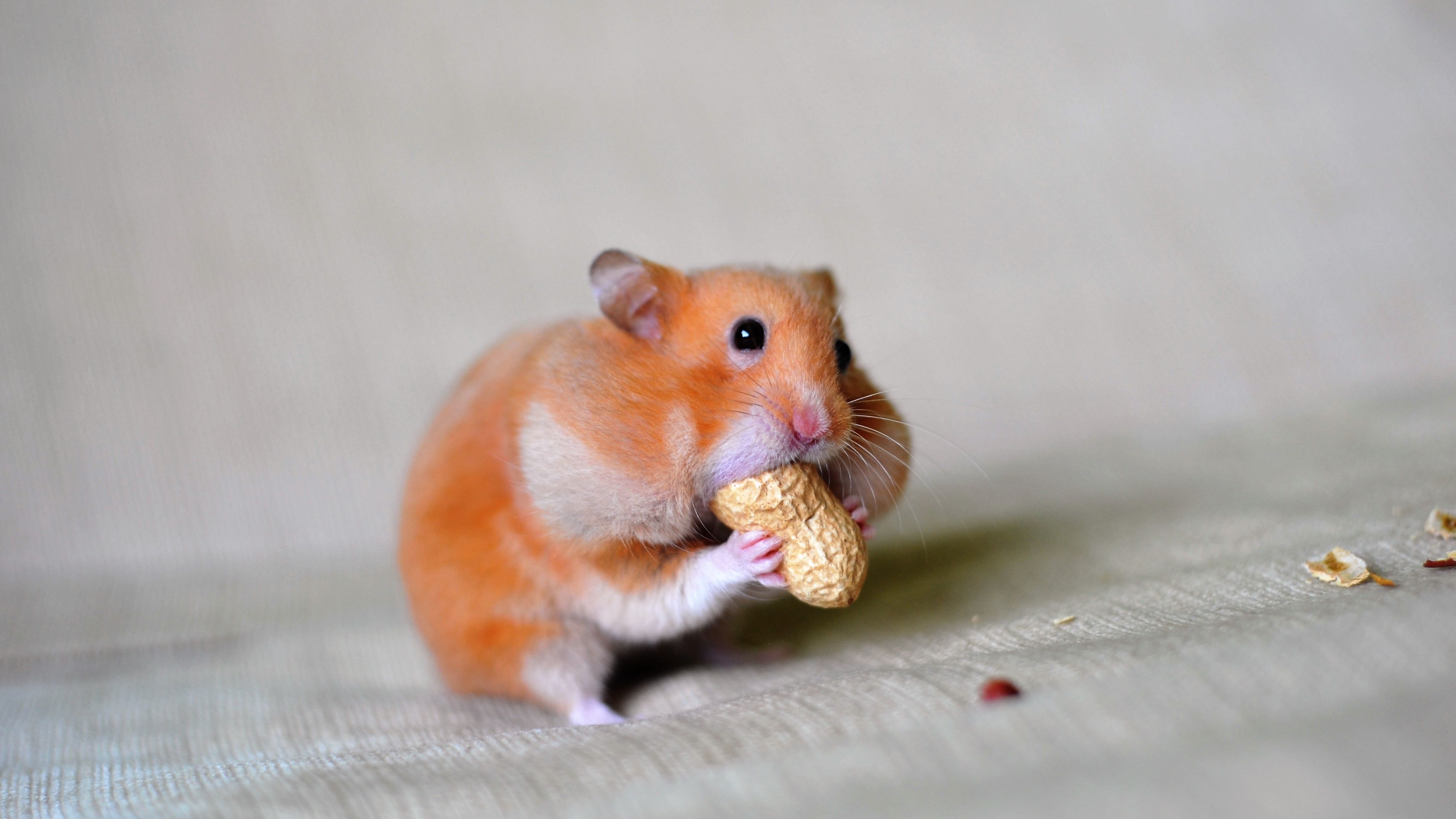 Một hình ảnh rất đẹp về một con chuột hamster
