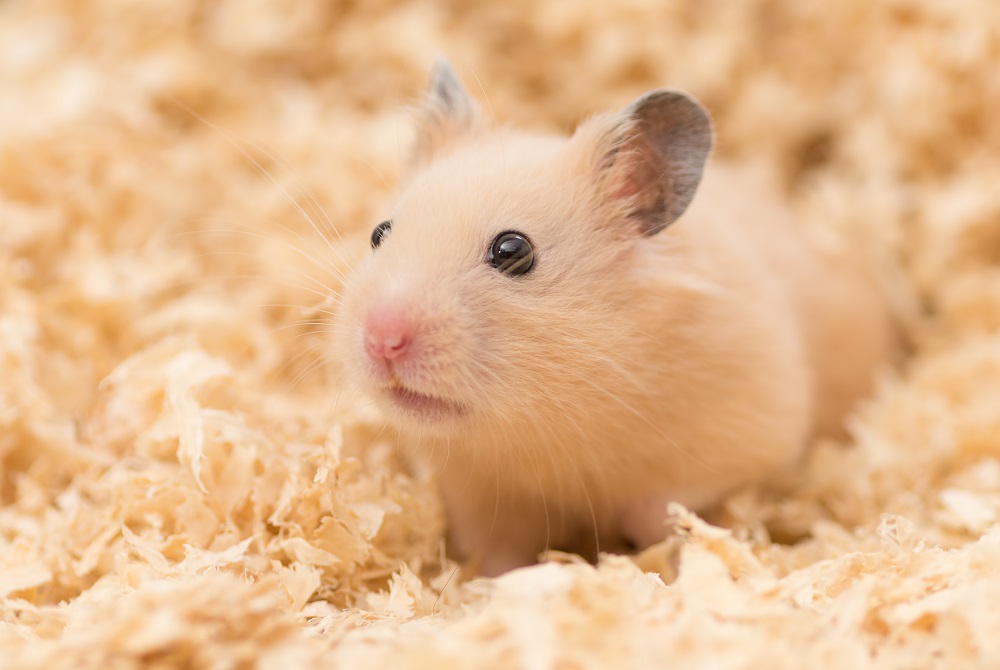 Hình con chuột Hamster cute