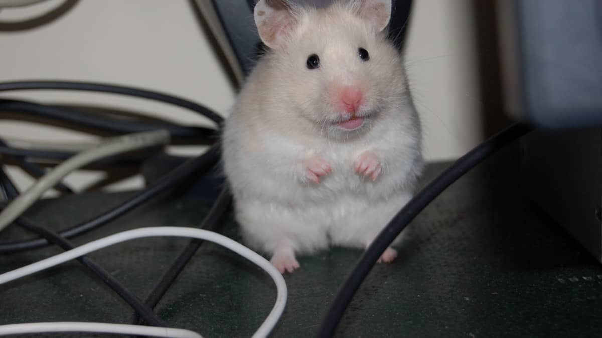 Hình con chuột Hamster xứng đáng yêu
