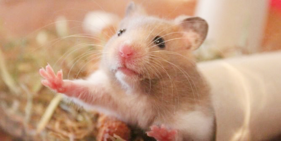 Một hình ảnh rất đẹp về một con chuột hamster