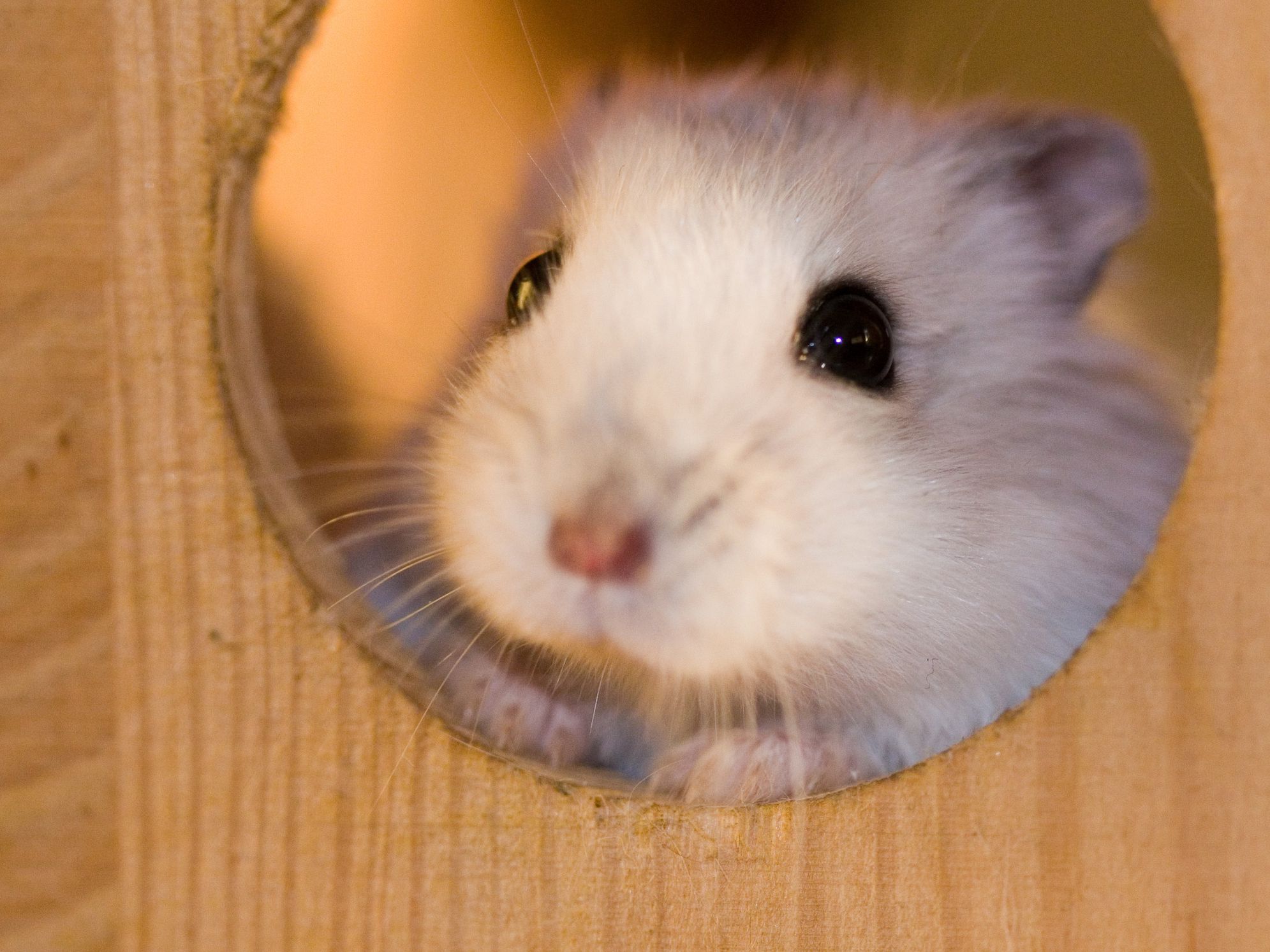 Một hình ảnh đẹp của một con Hamster