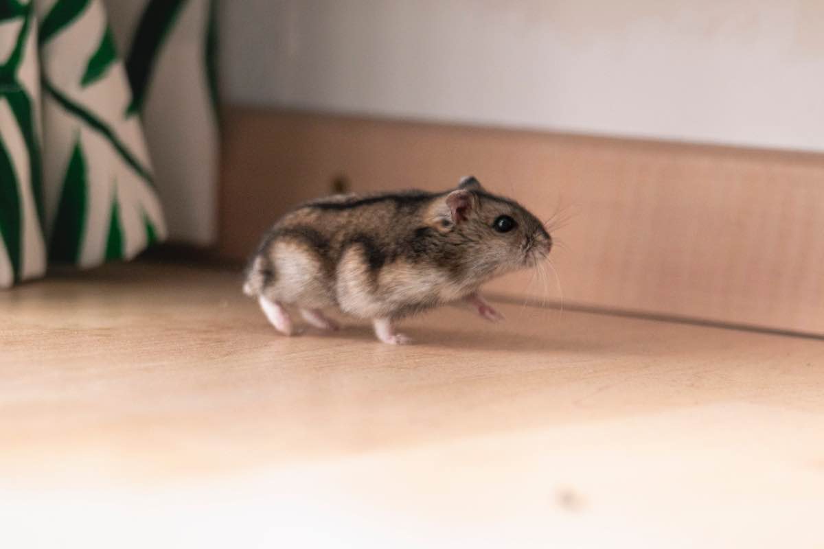 Hình con chuột Hamster đẹp mắt nhất