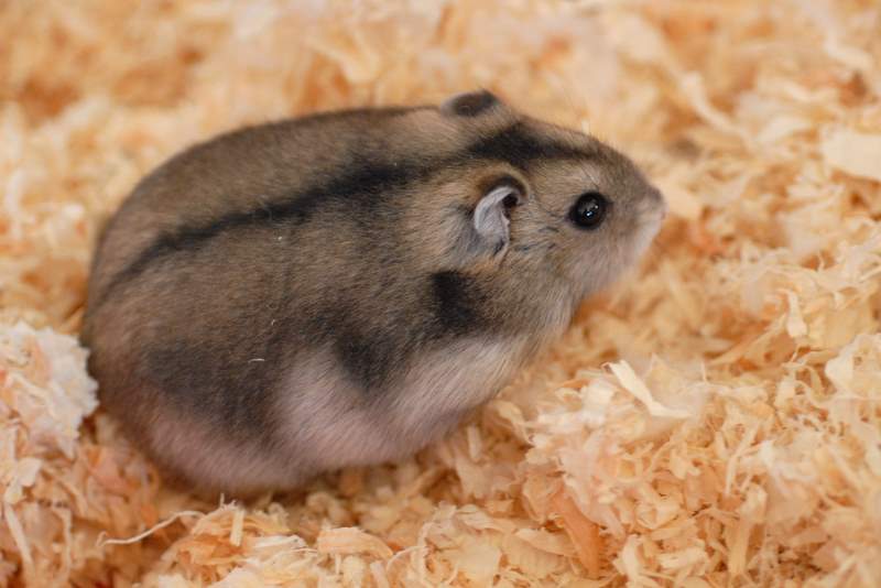 Hình chuột Hamster