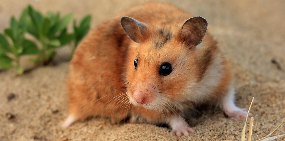Hình nền con chuột Hamster mang lại năng lượng điện thoại