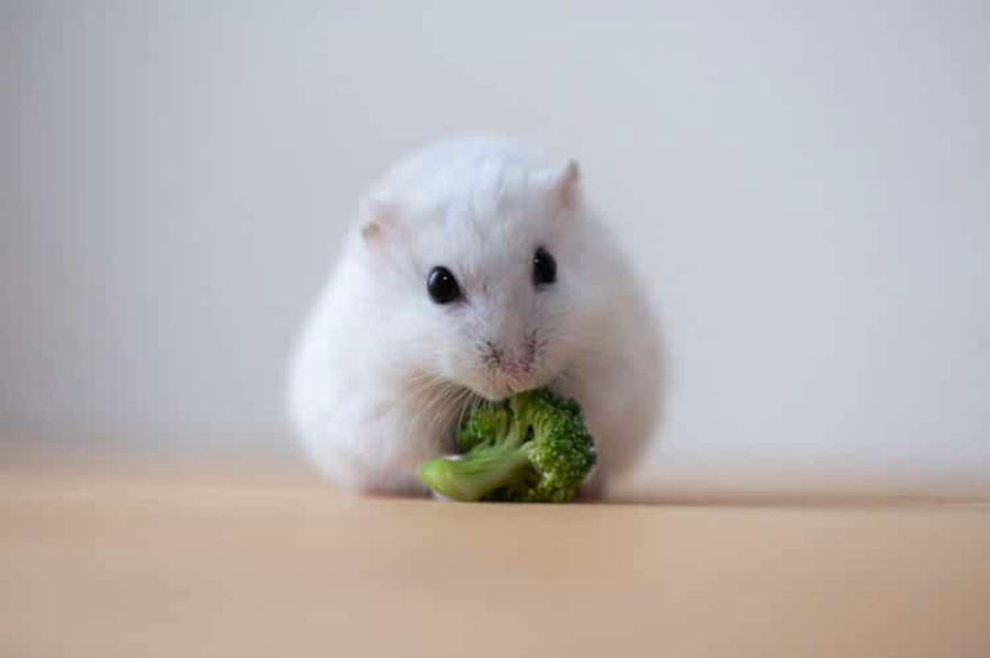 Hình nền chuột Hamster cute nhất