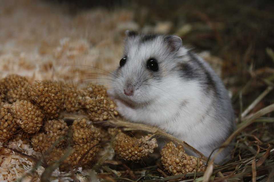 Trang chuột Hamster đẹp