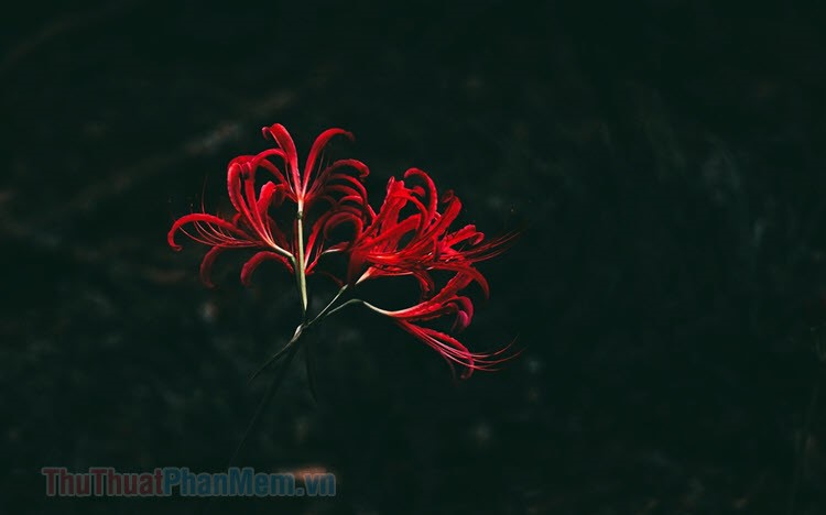 Hình nền hoa bỉ ngạn 3D tuyệt đẹp – Thủ Thuật Phần Mềm