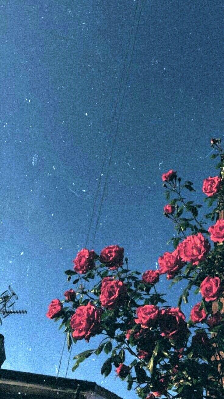 Hình ảnh của Sky and Flower