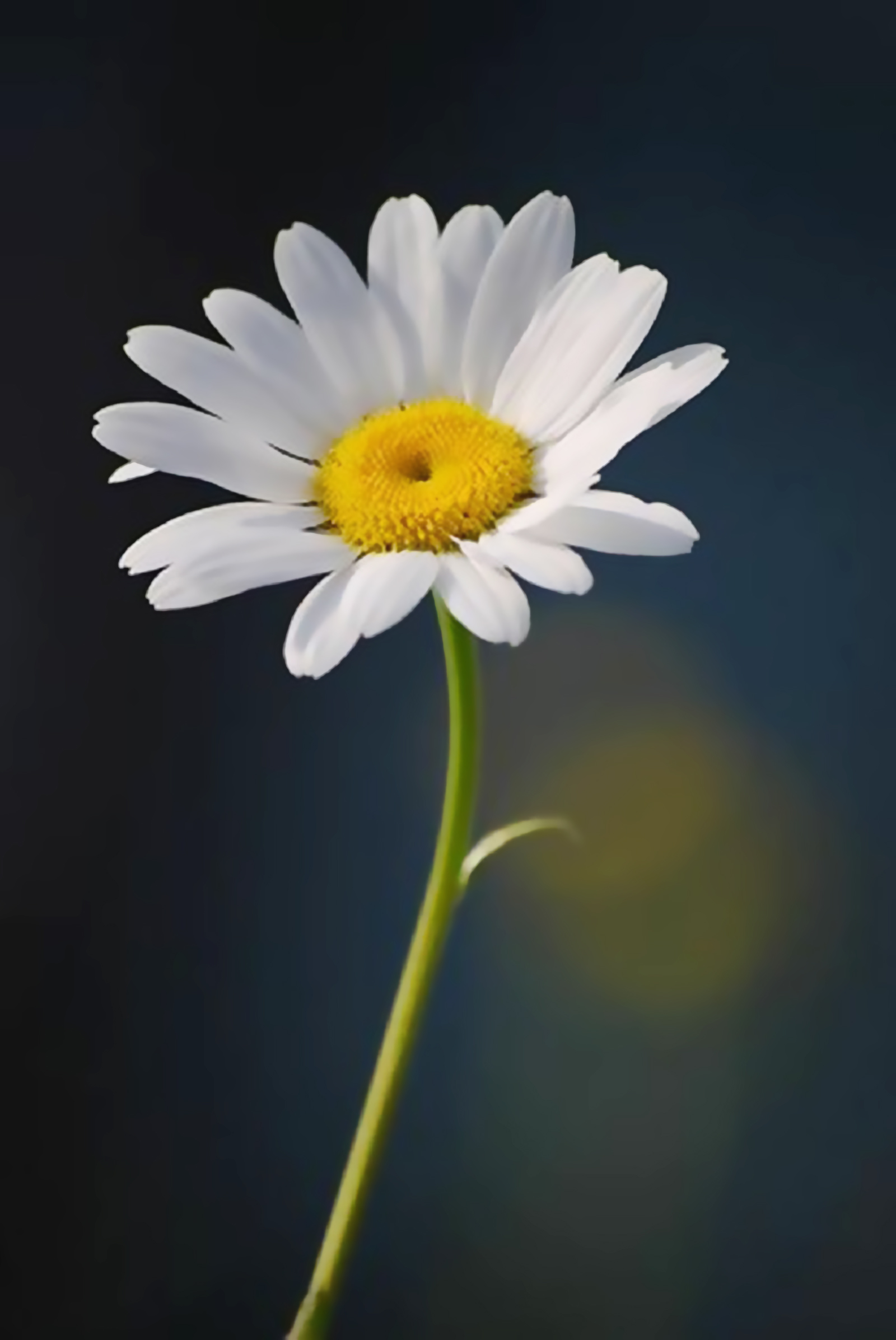 Hình hoa cúc trắng đẹp