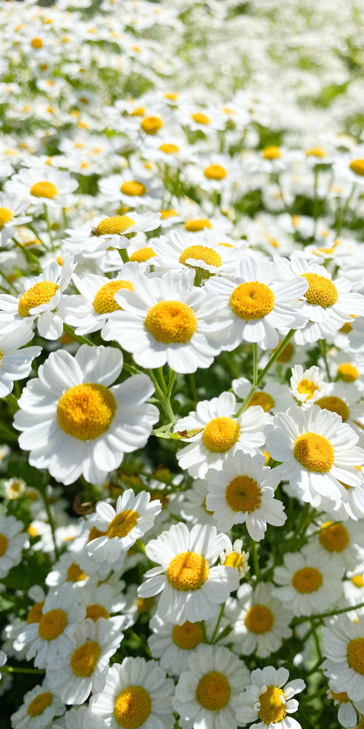 Hình nền hoa cúc họa mi trắng đẹp