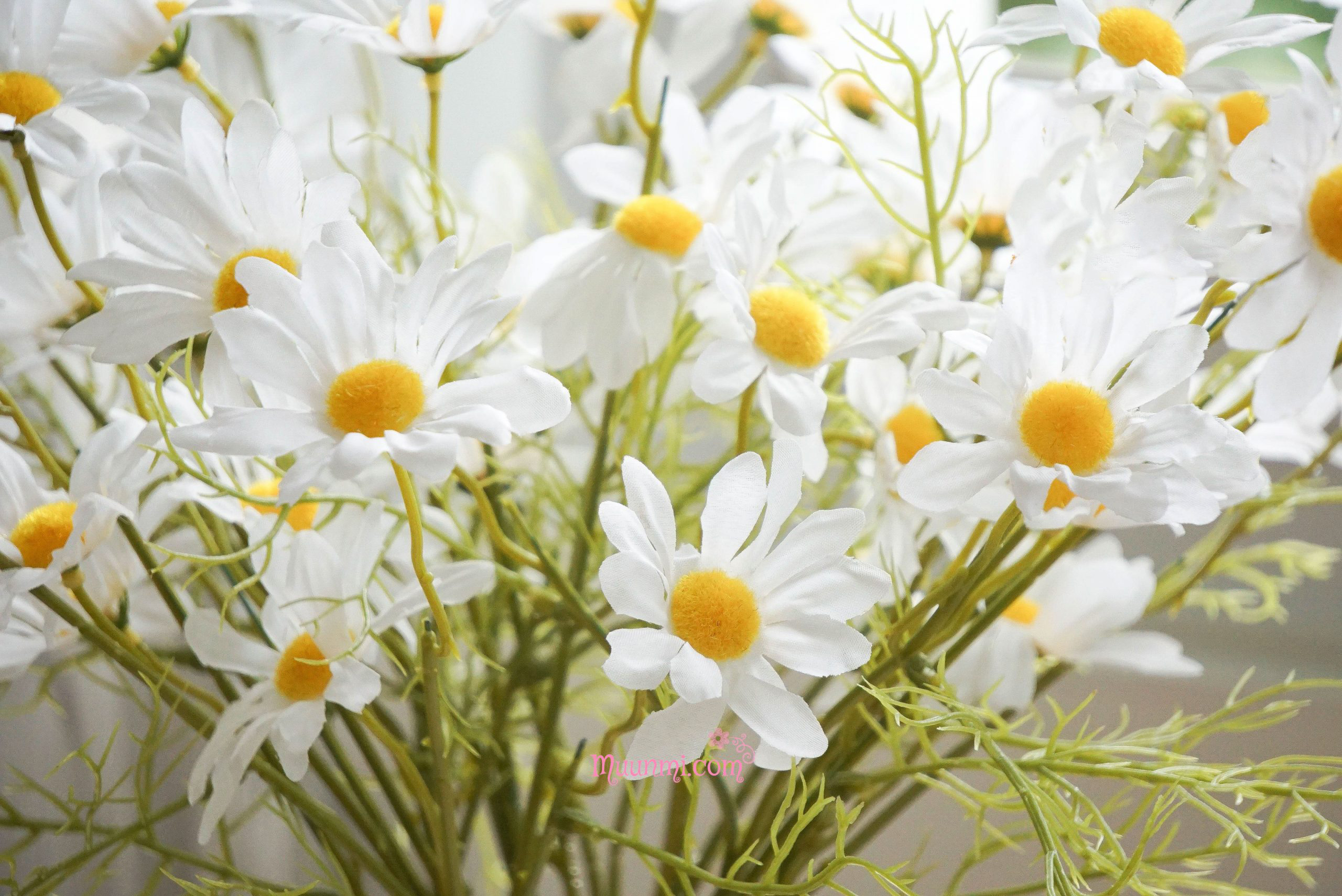 Hình nền hoa cúc trắng 4K