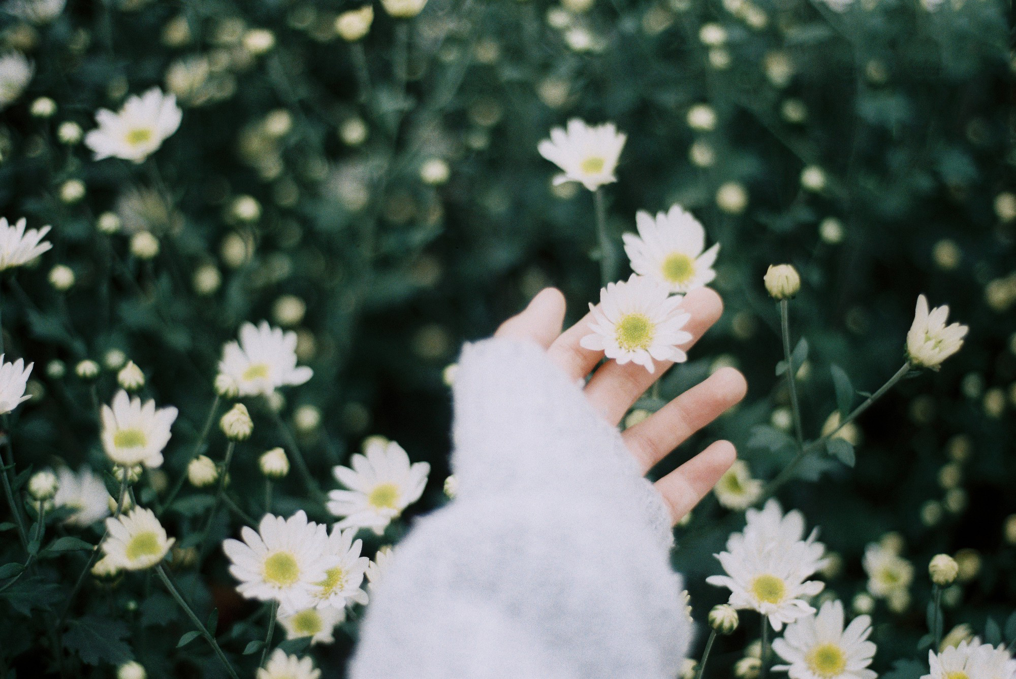 Hình nền hoa cúc trắng cực đẹp