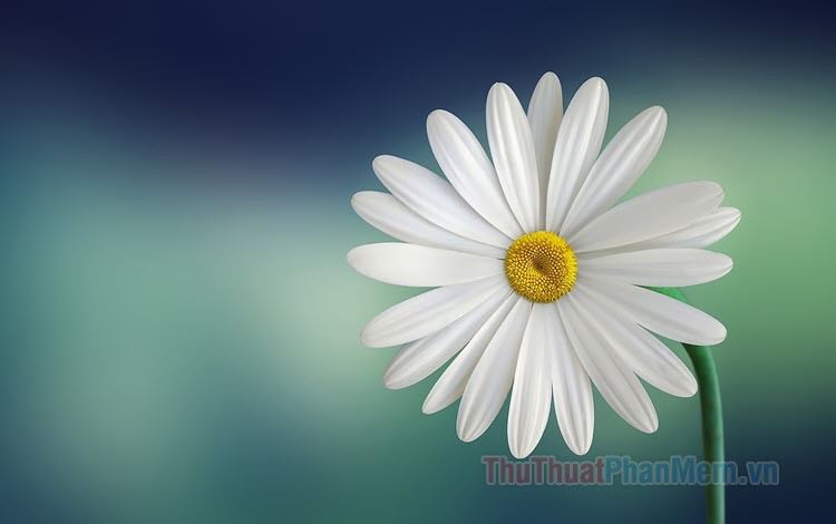 Hình ảnh ý nghĩa hoa cúc trắng đẹp tinh khôi trong sáng
