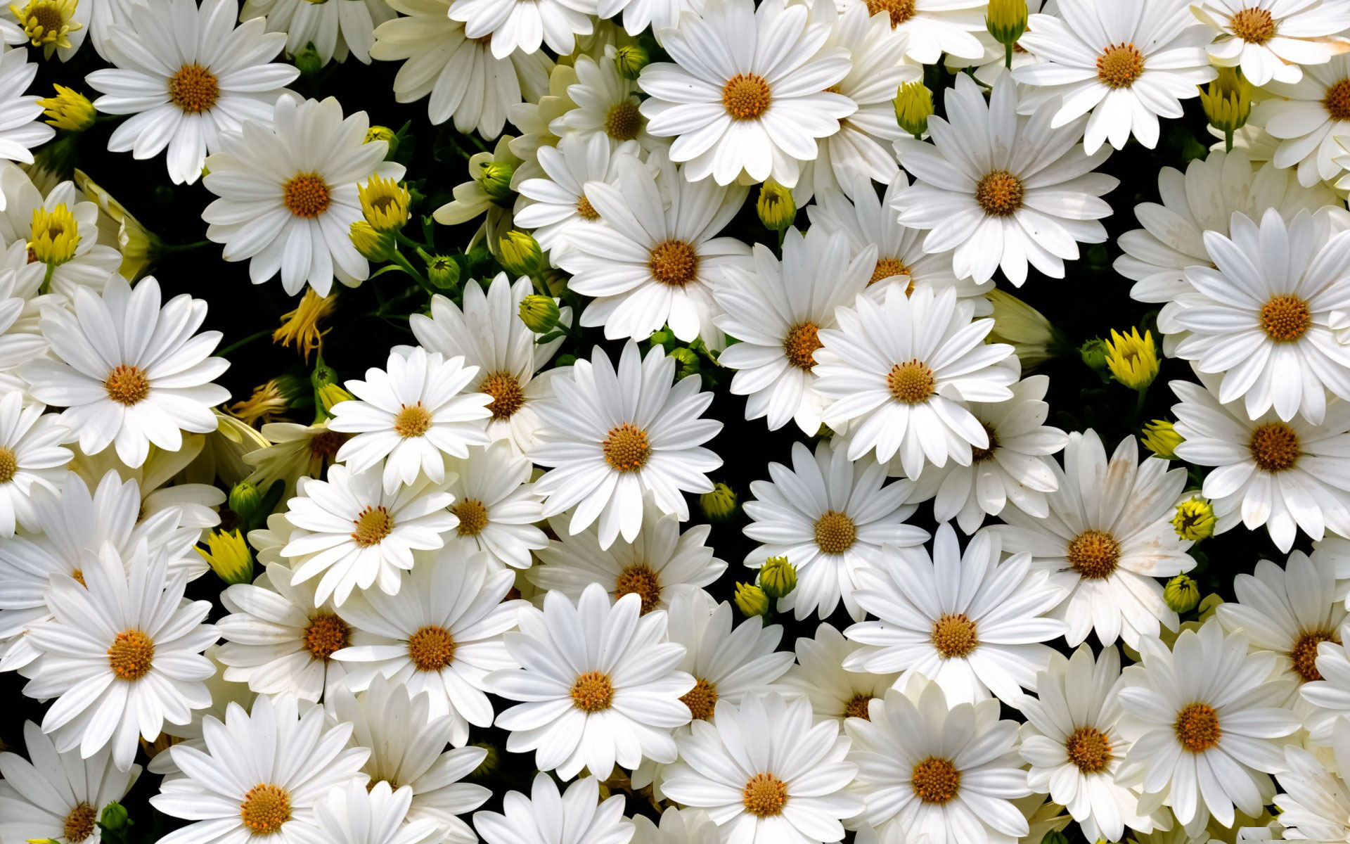 Hình nền hoa cúc trắng HD