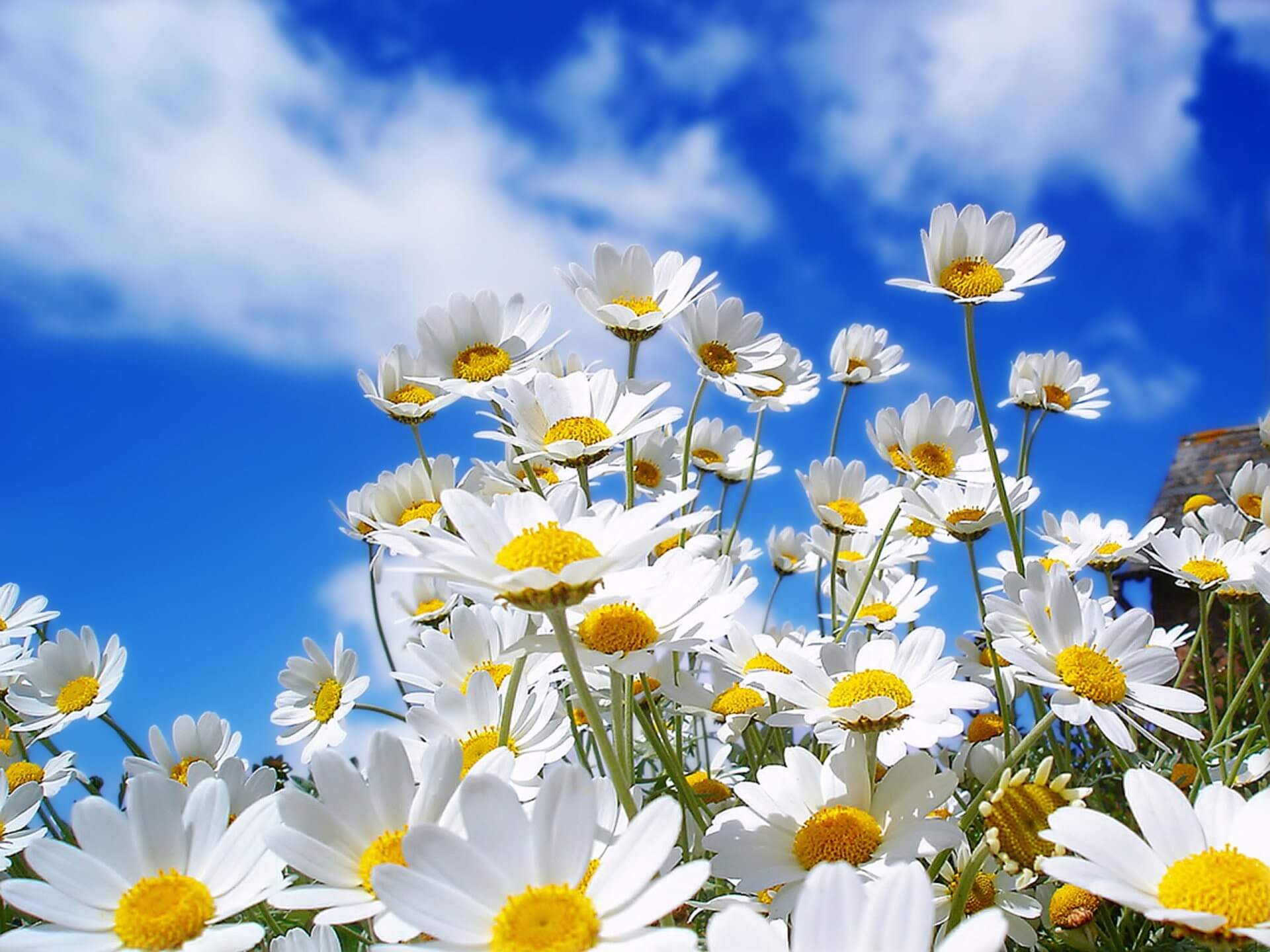Hình nền hoa cúc trắng họa mi cực đẹp