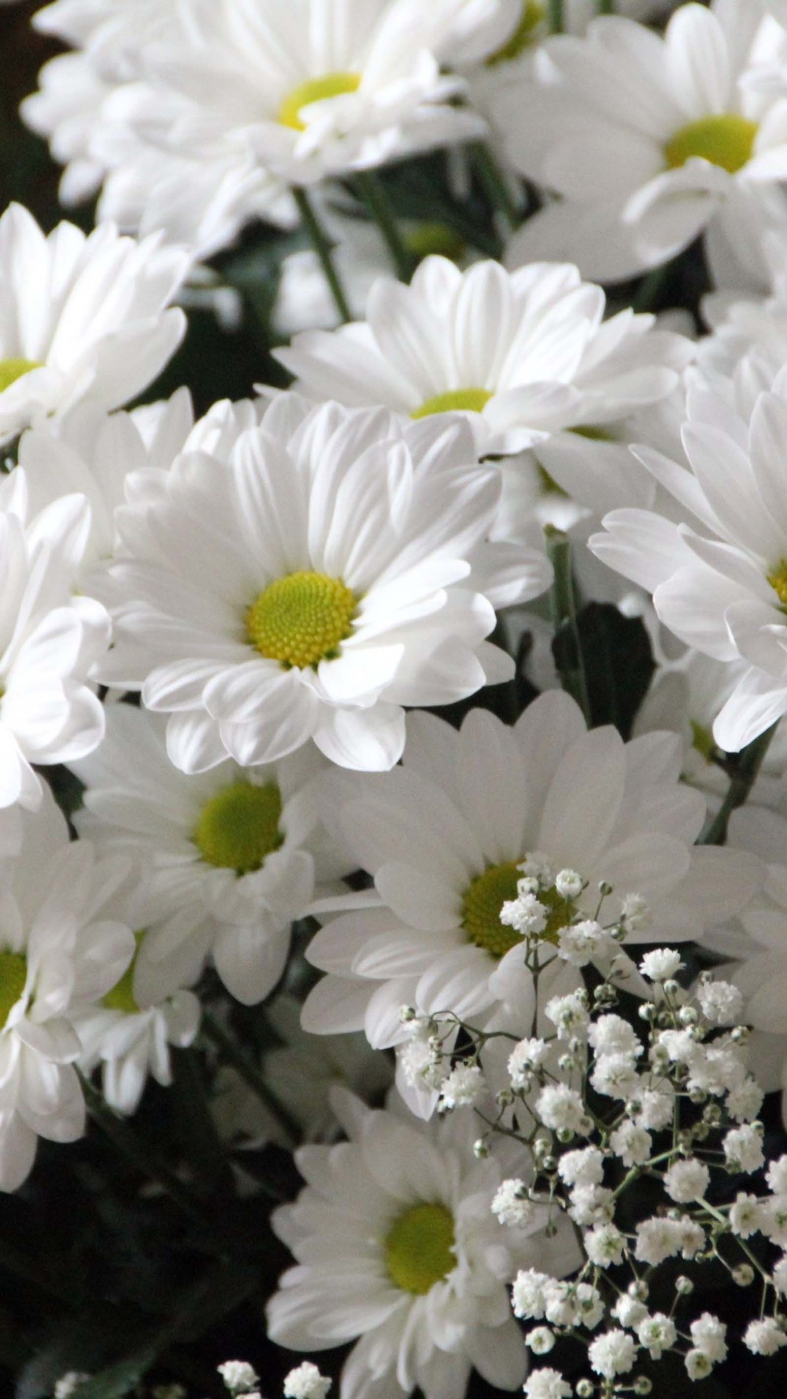 Hình nền hoa cúc trắng họa mi đẹp
