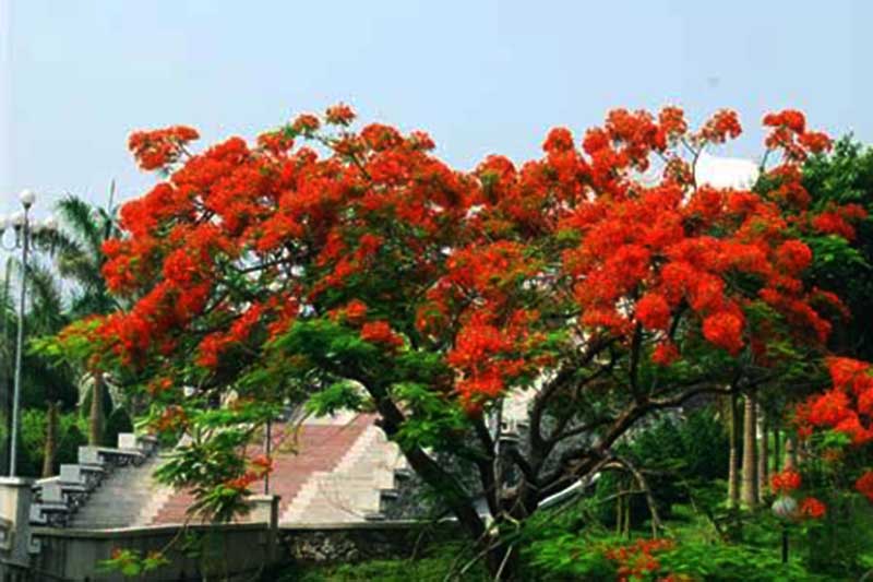 Hình ảnh cây phượng đỏ thắm đẹp nhất