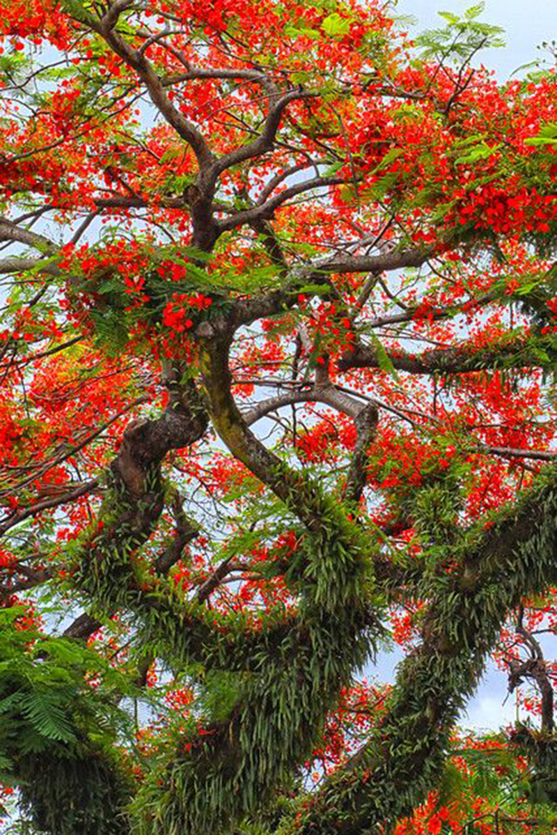 Hình ảnh cây phượng vỹ đỏ thắm đẹp