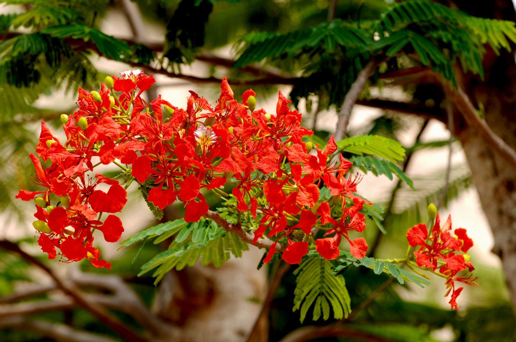 Hình ảnh hoa phượng đỏ báo hiệu mùa hè đến tuyệt đẹp