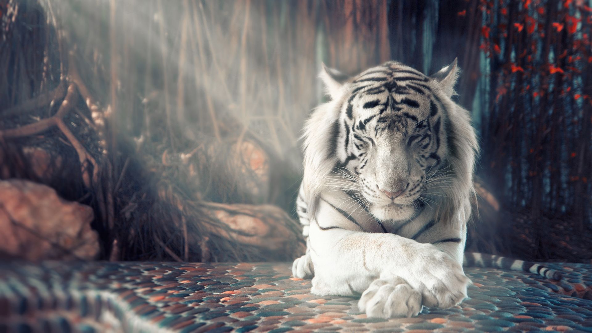 White tiger wallpaper desktop