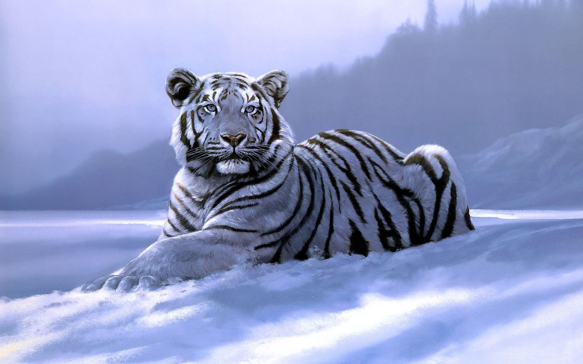 White tiger wallpaper desktop