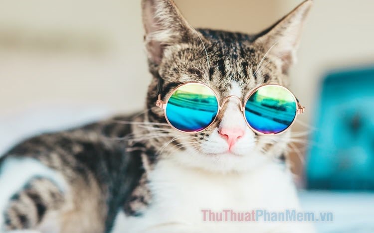 100+ Hình ảnh mèo ngầu nhất – Thủ Thuật Phần Mềm
