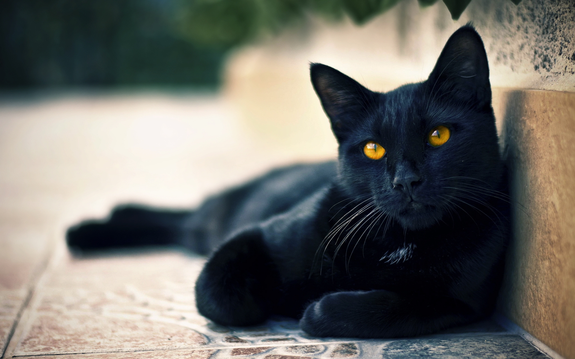 Ảnh con cái mèo đen ngòm ngầu nhất