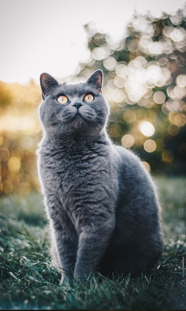 300000 ảnh đẹp nhất về Mèo Đen  Tải xuống miễn phí 100  Ảnh có sẵn của  Pexels