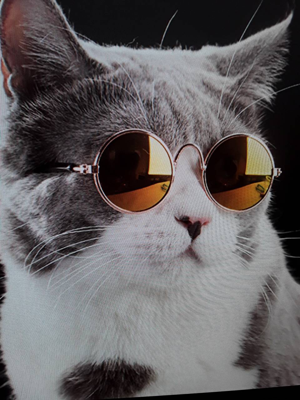 Con mèo đeo kính đẹp và ngầu nhất