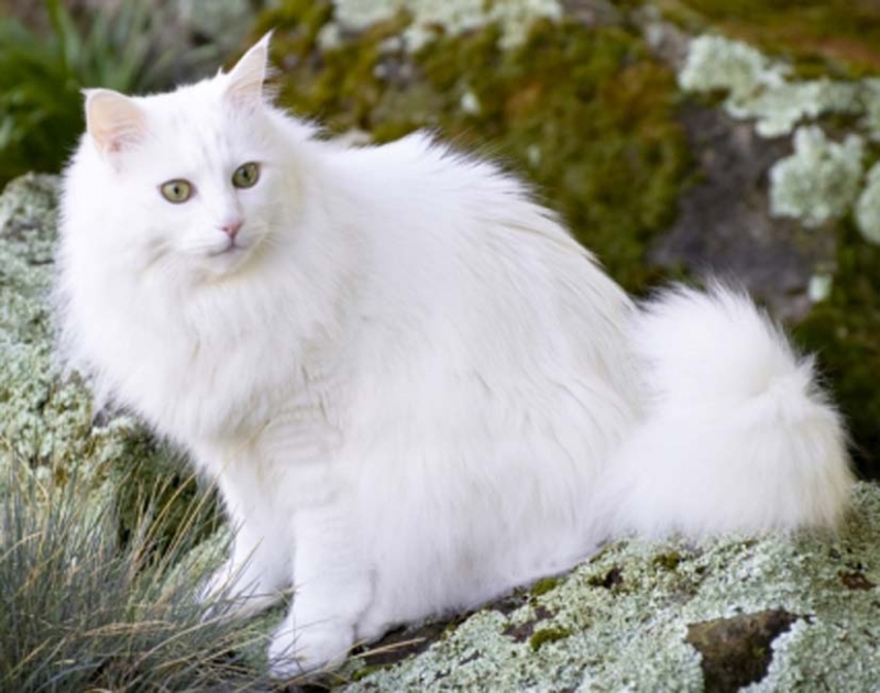 Ảnh mèo trắng đẹp nhất