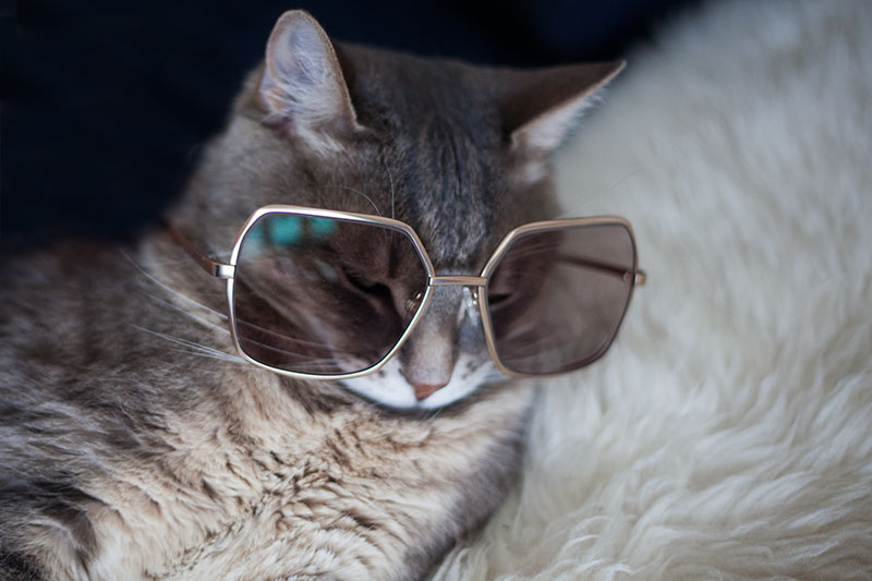 Bức ảnh đẹp nhất và thú vị nhất về một con mèo đeo kính