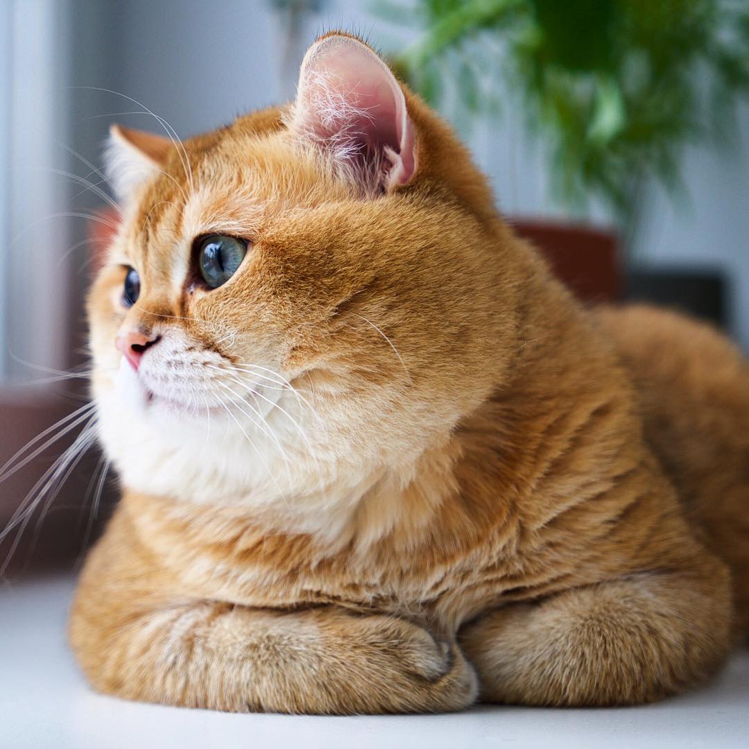 Cập nhật hơn 103 hình ảnh mèo mập dễ thương mới nhất  Tin Học Vui