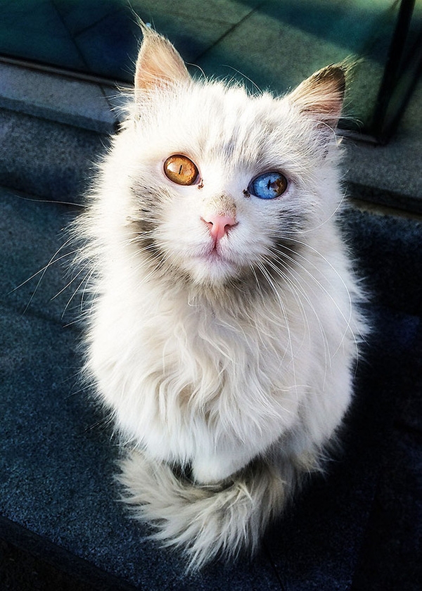 Ảnh mèo đem đôi mắt nhì color ngầu nhất