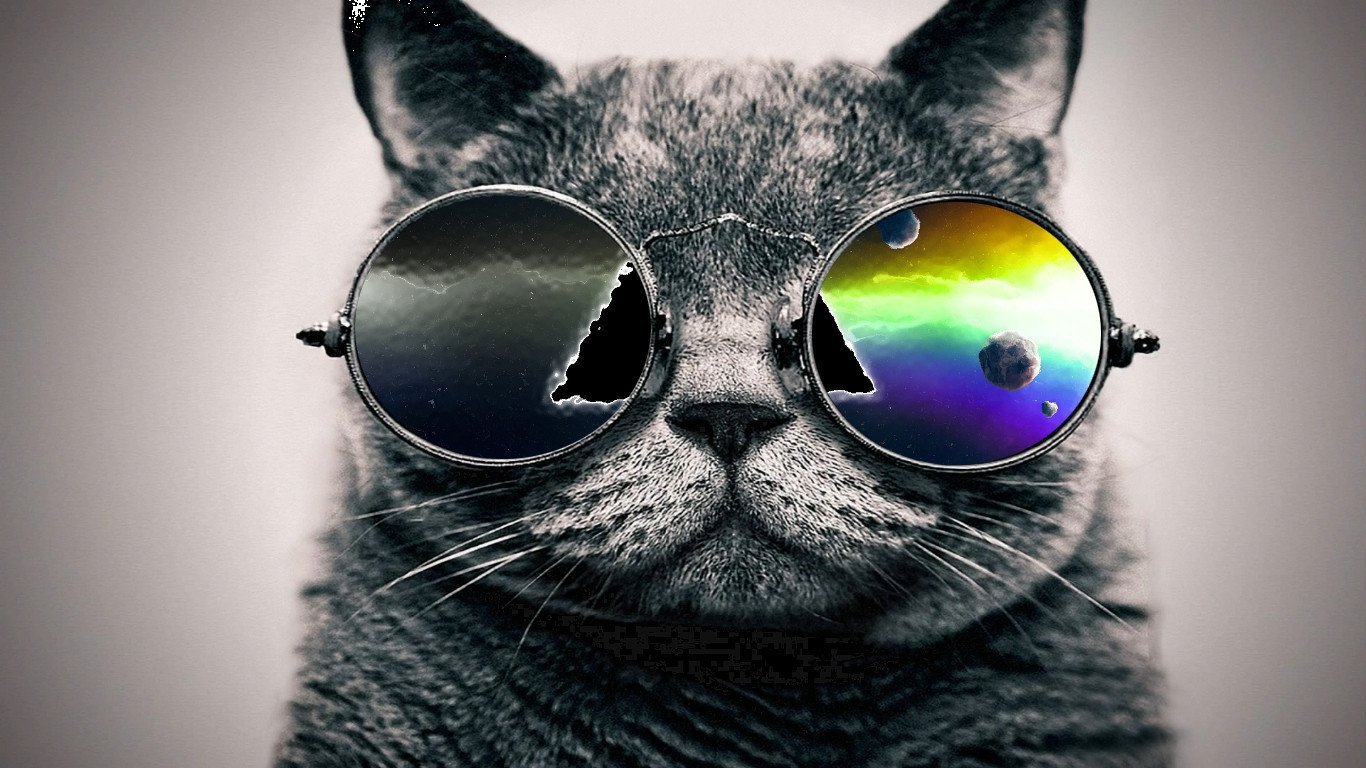 Hình ảnh mèo đeo kính đẹp và đẹp nhất