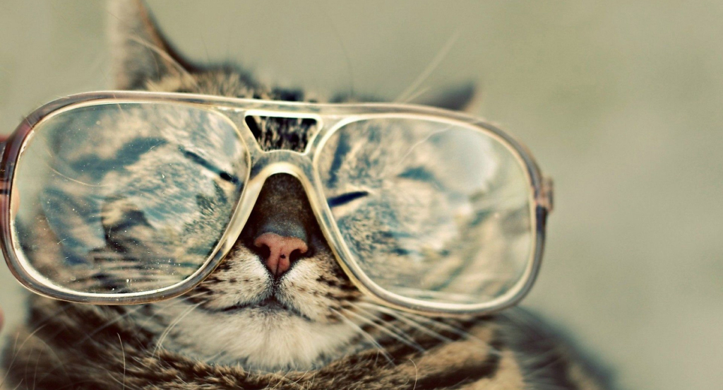Hình ảnh tuyệt vời về mèo đeo kính