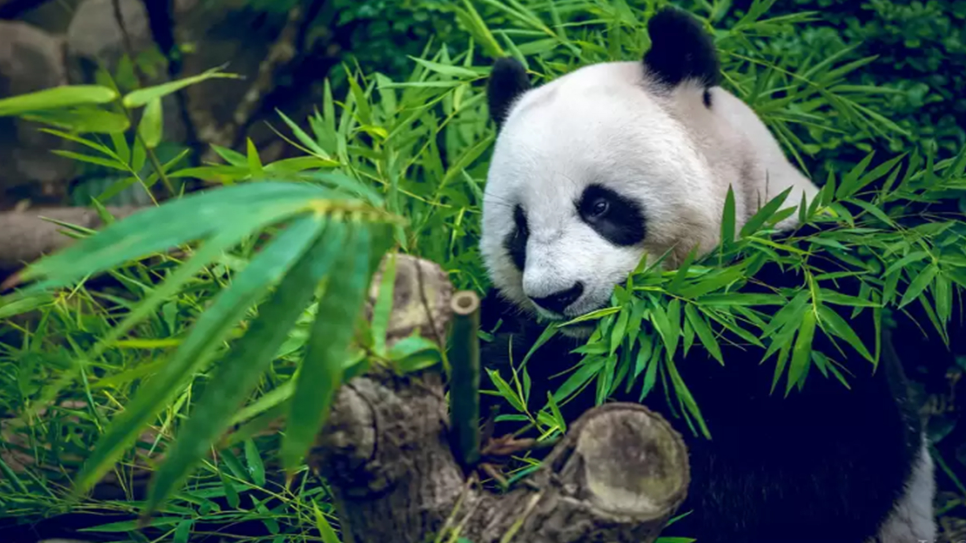 Ảnh nền panda Kung Fu Panda