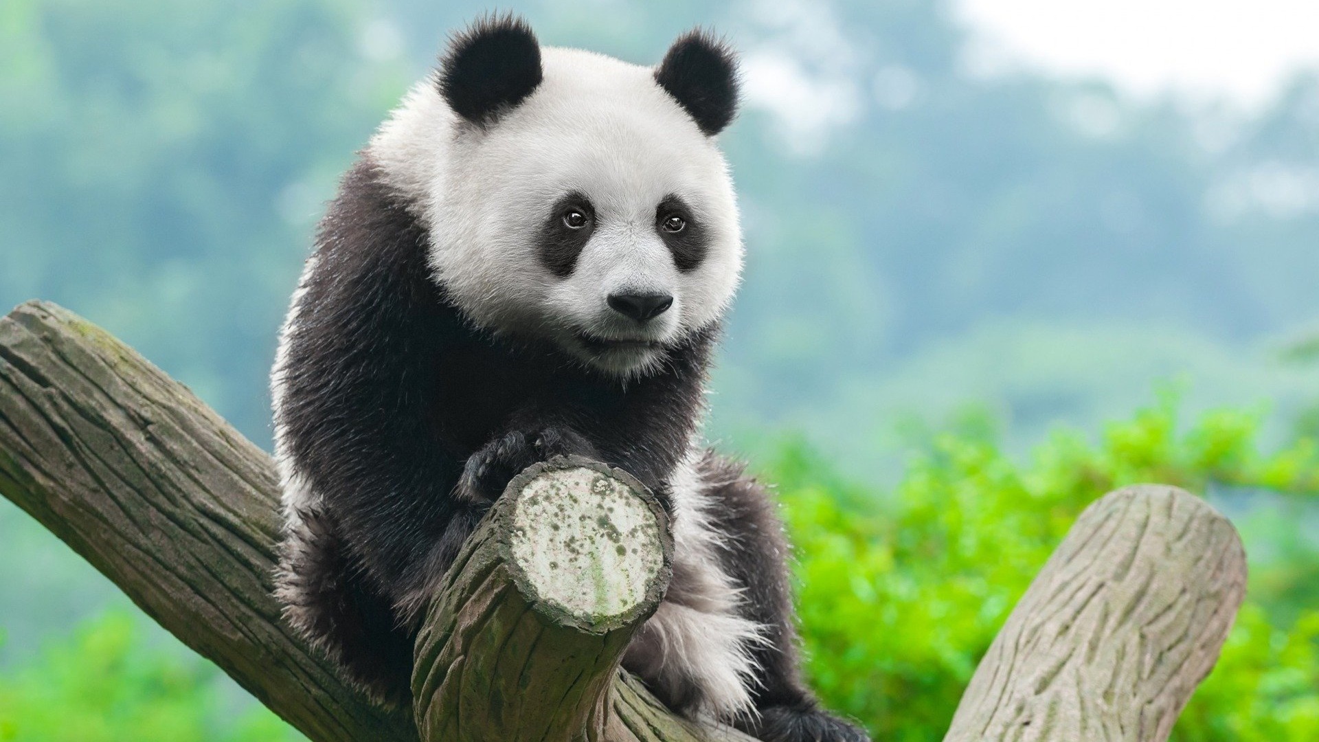 Ảnh nền panda Panda dễ thương và đáng yêu nhất