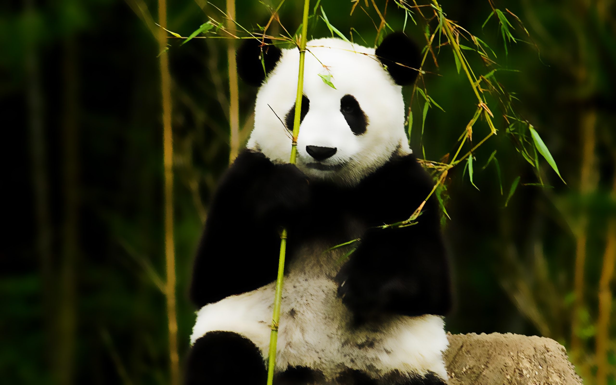 Ảnh nền gấu trúc Panda dễ thương