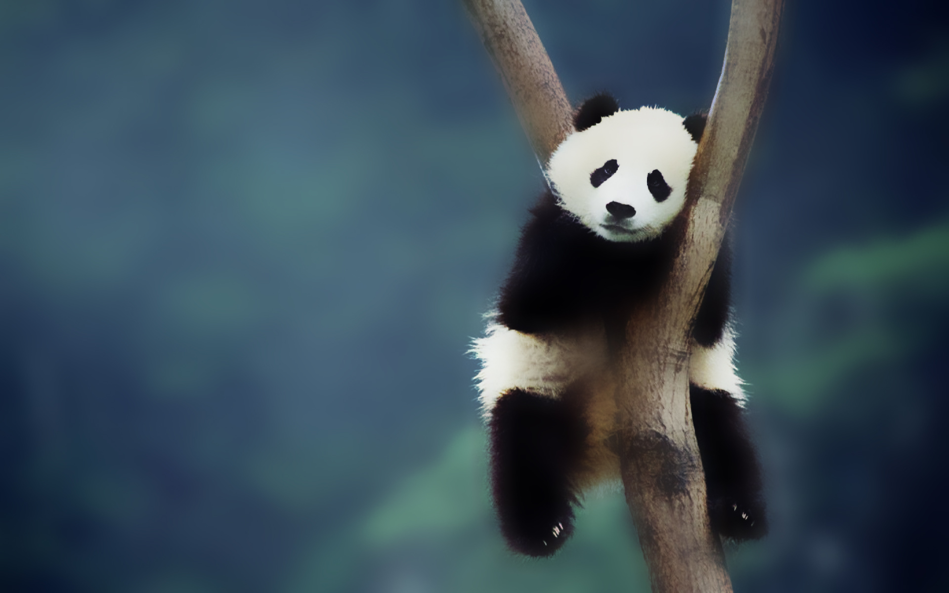Ảnh nền gấu trúc Panda đẹp