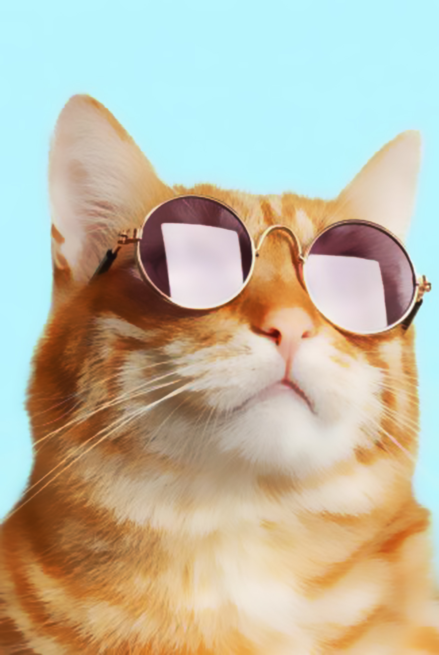 Bức ảnh tuyệt vời về một con mèo đeo kính