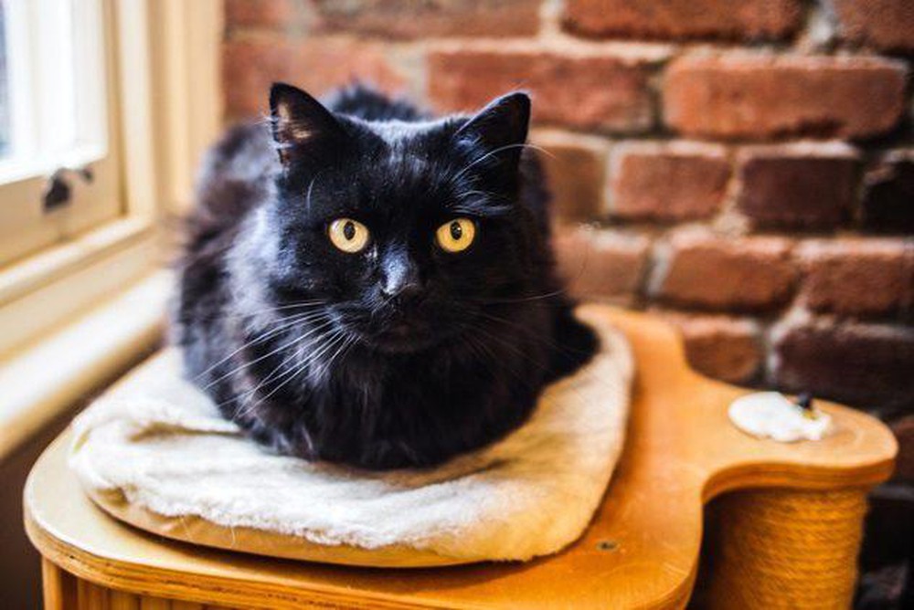 Hình hình họa con cái mèo đen ngòm ngầu nhất