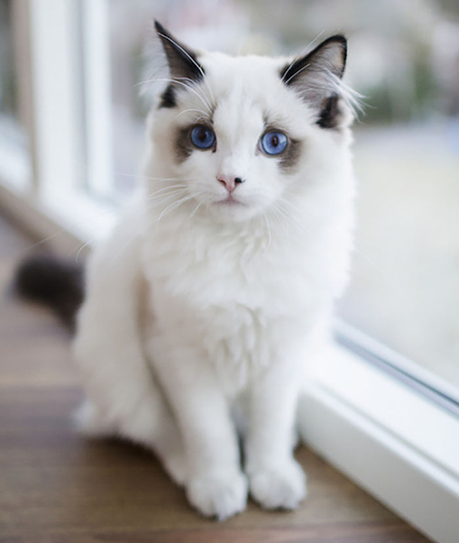 Hình ảnh tuyệt vời nhất của con mèo trắng