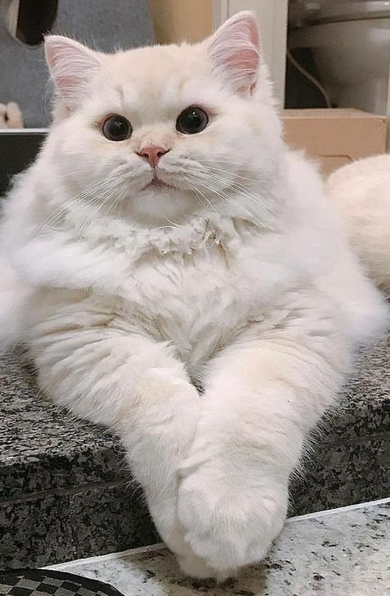 Hình ảnh mèo béo cute