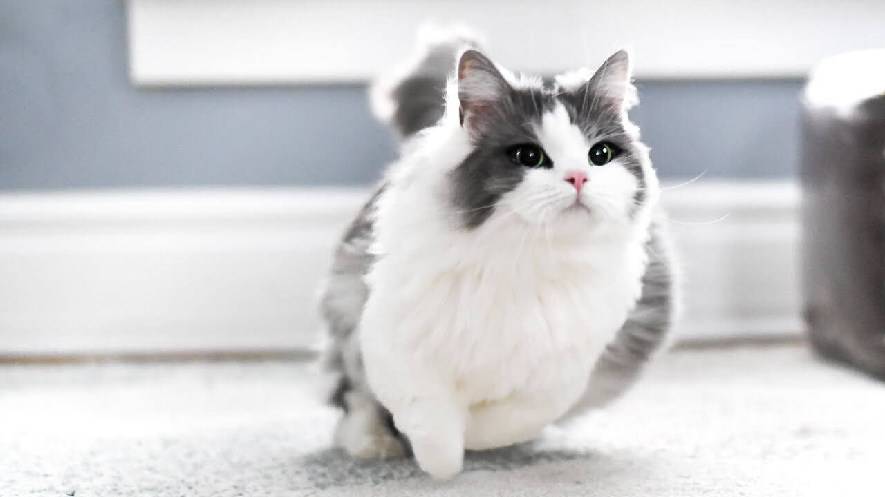 Hình ảnh mèo béo munchkin chân ngắn