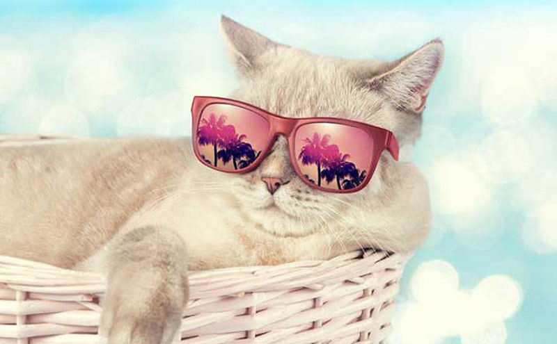 Hình ảnh con mèo đeo kính thật tươi tắn và xinh đẹp