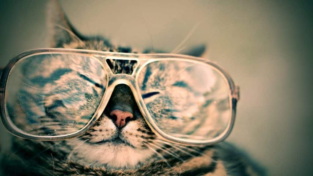 Con mèo xinh đẹp và ngầu nhất đeo kính
