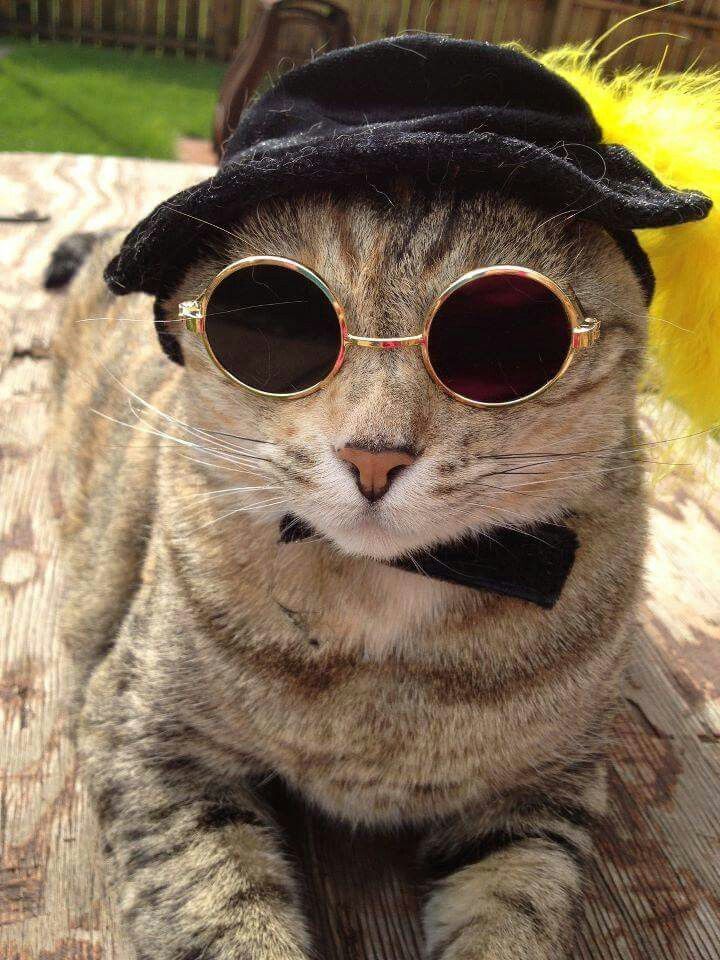 Hình ảnh những chú mèo đeo kính cực ngầu