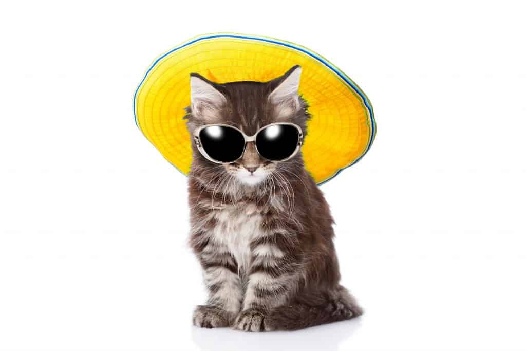 Hình hình ảnh mèo group nón ngầu nhất